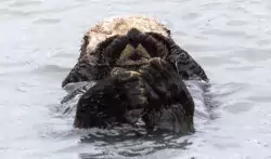 An otter covering his eyes